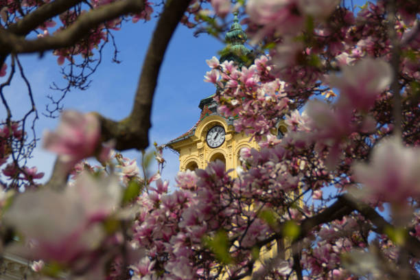 istock Pink magnolia tree with town hall of Szeged 1006914128