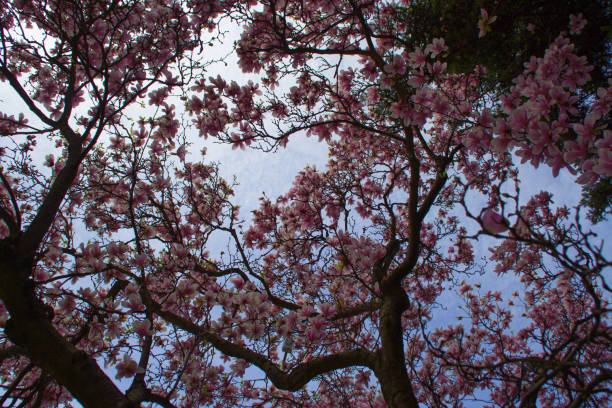 istock Beautiful blossoming magnolia tree in sprintime 1006914176