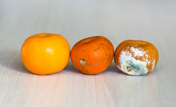 three mandarins in the drying out stage. fresh mandarin, a mandarin that begins to deteriorate, and spoiled rotten with mold. overdue fruitt - mold imagens e fotografias de stock