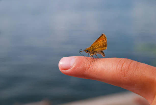 istock Little Butterfly on Human Finger  in Sea Background 1006917032