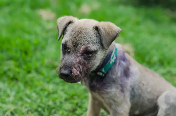 Image of feral dog with traces of mange