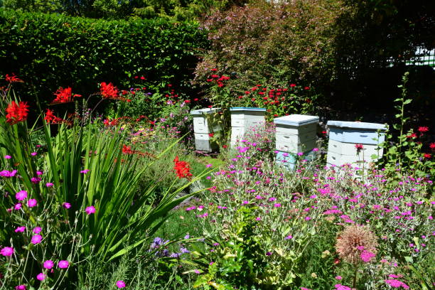 istock Bee hives  in the garden. 1006917616