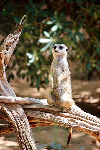 A common sight at many zoos, the Meerkat is an African mammal that lives in large family groups and dens underground.