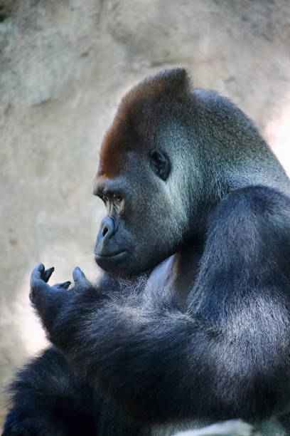retrato de un gorila de espalda plateada enorme. este primate increíble puede encontrarse sólo en ruanda y uganda, reservas naturales nacionales - gorilla endangered species large isolated fotografías e imágenes de stock