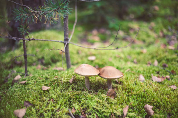 Closeup picture of Leccinum scabrum with brown cap growing in wild forest in Latvia. Edible mushroom growing in nature. Botanical photography.