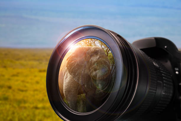 카메라와 카메라 렌즈입니다. - animal close up elephant animal eye 뉴스 사진 이미지