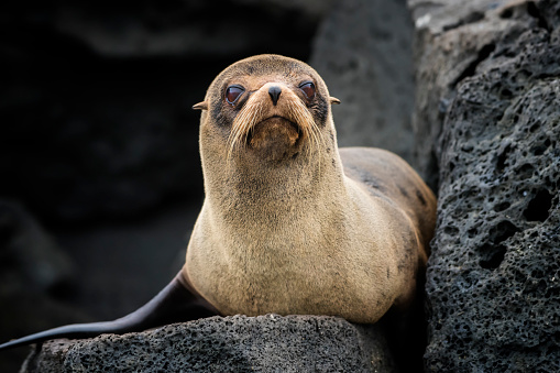 A juvenile Galápagos fur seal (Arctocephalus galapagoensis) at Isabella Island in Western Galapagos. The Galápagos fur seal is endemic to the Galápagos Islands and they are an endangered species. Wildlife shot.