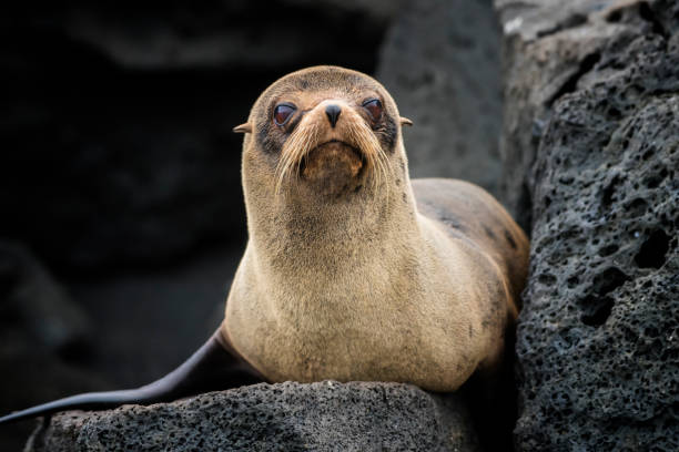 galápagos de pele de foca (lobo galapagoensis) na ilha de isabella - otaria - fotografias e filmes do acervo