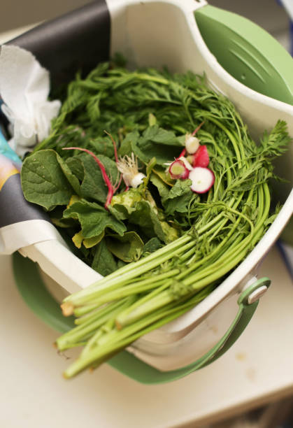 Radish and carrot tops in the pail.