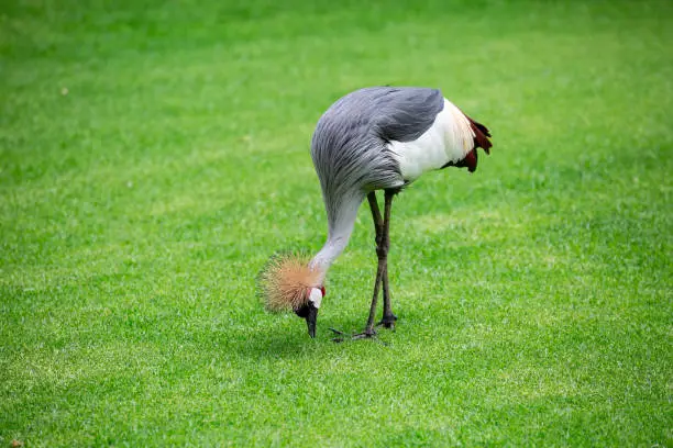 A grey Crowned Crane walking around and searching for food in Loro Parque, Tenerife, Canary Islands, Spain