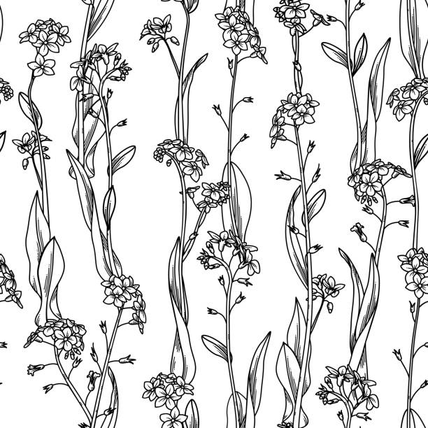 ilustraciones, imágenes clip art, dibujos animados e iconos de stock de patrón transparente floral de vector duotono. - myosotis sylvatica