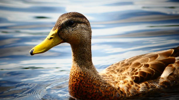 istock Mallard duck or female Mallard duck 1006948136