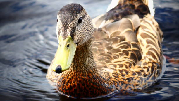 istock Mallard duck or female Mallard duck 1006948176