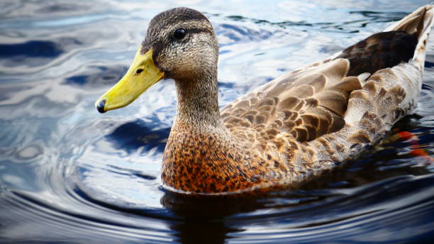Mallard Duck or Female Mallard Duck