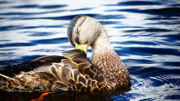 istock Mallard duck or female Mallard duck 1006950244