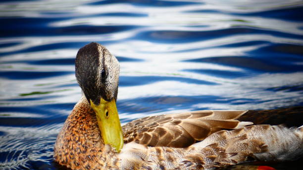 istock Mallard duck or female Mallard duck 1006950248