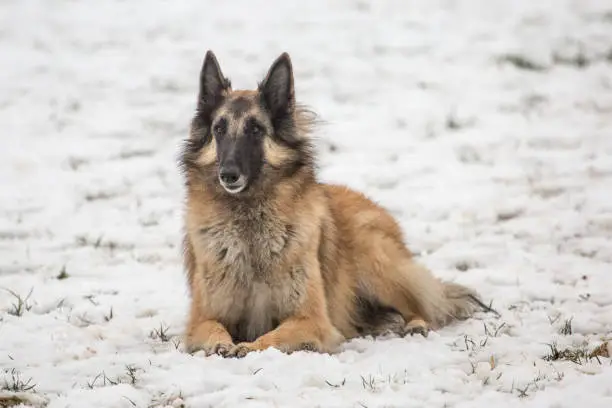 Portrait of a tervuren dog living in Belgium