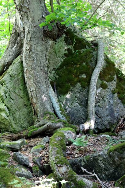 istock Tree Growing out of Rock 1006965020