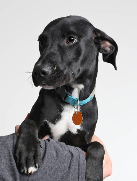 istock Labrador Retriever puppy with scars at animal shelter 1006968914