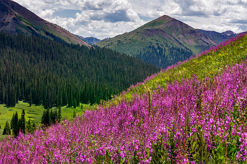 A beautiful shot of purple wildflowers growing on mountain slope near forest