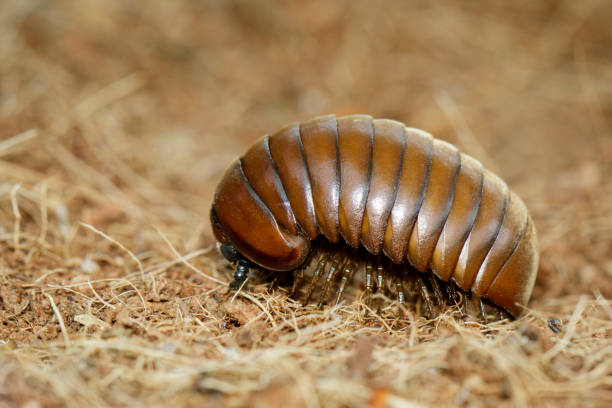 Image of pill millipede(Oniscomorpha) on the floor. Insect. Animal. Image of pill millipede(Oniscomorpha) on the floor. Insect. Animal. myriapoda stock pictures, royalty-free photos & images