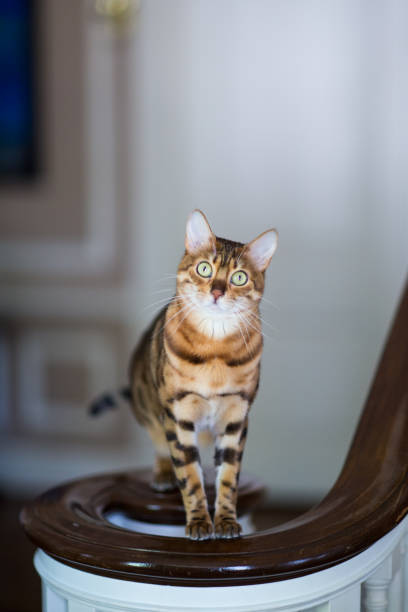 Bengal Cat Sitting On Banister stock photo