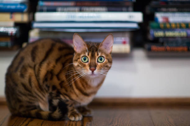 Bengal Cat Sitting By A Bookcase stock photo