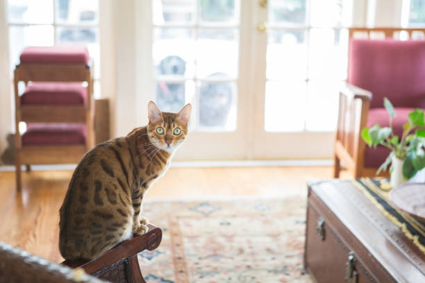 Bengal Cat Sitting In The Living Room stock photo