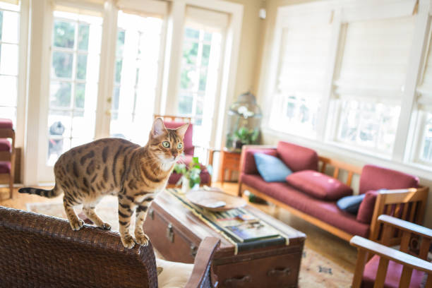 Bengal Cat Perched On Top Of A Chair stock photo