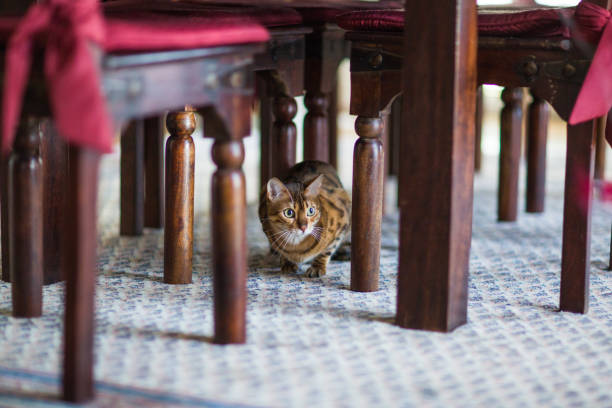 Bengal Cat Hiding Under Dining Table stock photo