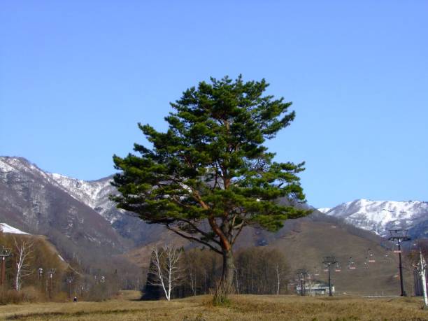 istock tree isolated Hakuba Nagano,Japan 1006984052