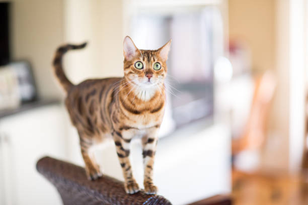 Bengal Cat Balancing On A Chair stock photo