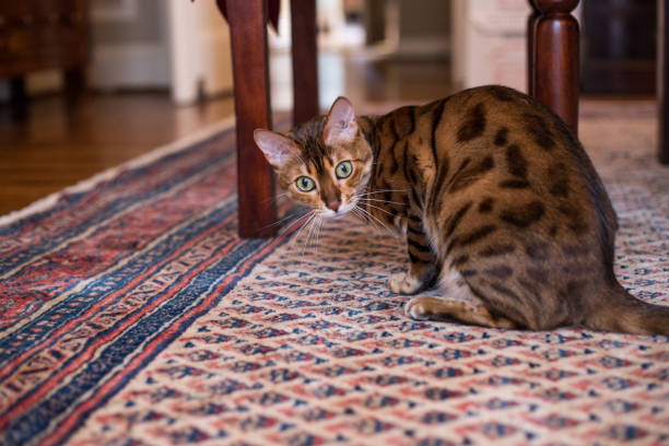 Bengal Cat Crouched Under A Chair stock photo
