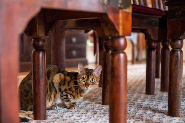 Bengal Cat Crouched Under The Dining Table stock photo