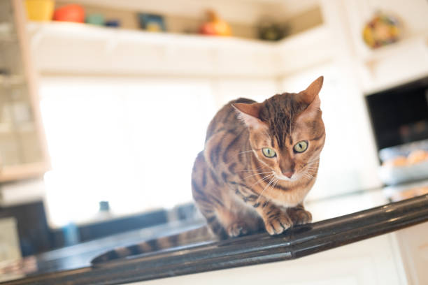 Bengal Cat Sitting On Kitchen Counter stock photo