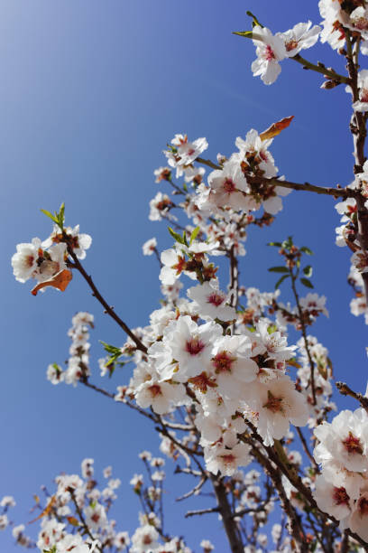 istock Almonds tree blossom, springtime in orchard, nature background with blue sky 1007001384