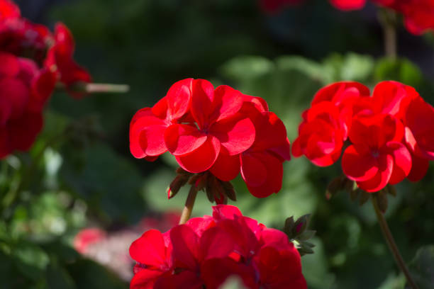 istock Red geranium flowers in sunny garden close up 1007001396