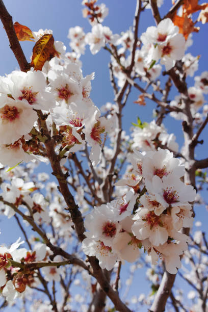 istock Almonds tree blossom, springtime in orchard, nature background with blue sky 1007001472