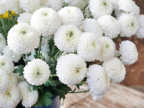 istock White chrysanthemum is a combined bouquet. 1007001606