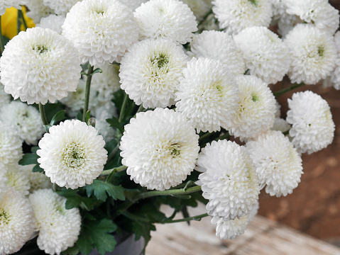 The white chrysanthemum is a bouquet of fresh flowers on Chiang Mai Hill in Thailand.
