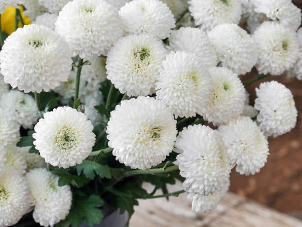 White Chrysanthemum Flower