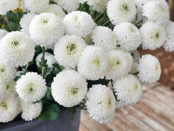 istock White chrysanthemum is a combined bouquet. 1007001674