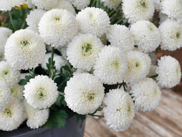 istock White chrysanthemum is a combined bouquet. 1007001686