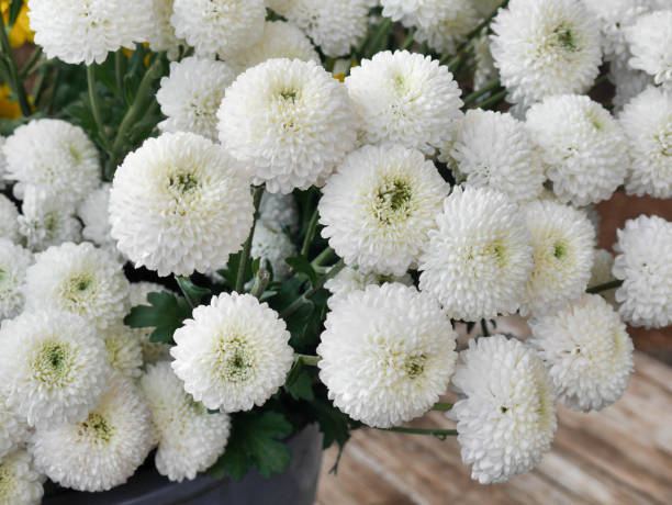 istock White chrysanthemum is a combined bouquet. 1007001690