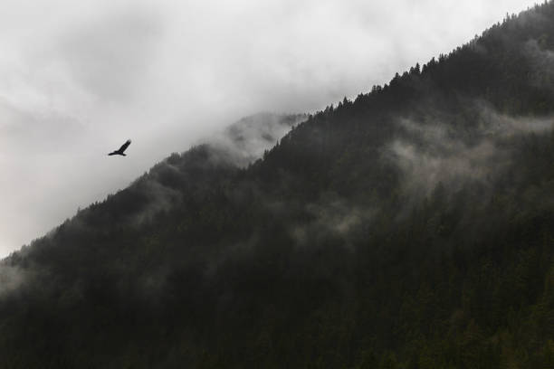 istock silhouette of a mountain 1007011880