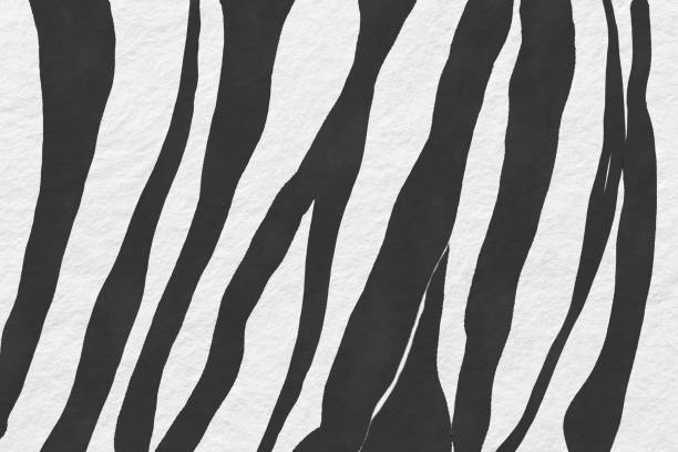 Black and white zebra watercolor