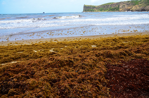 sargassum seaweed overruns fond d'or beach in saint lucia