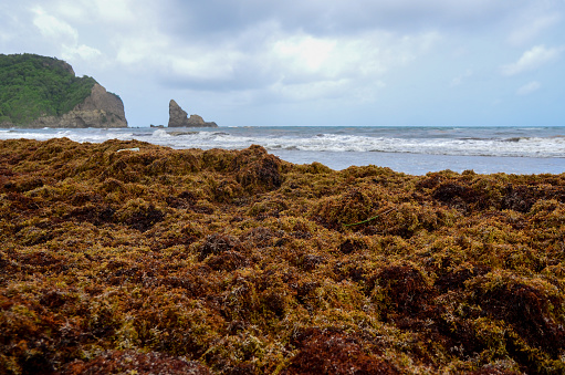 An image of several large rocks covered in thick green sea grass at low tide.