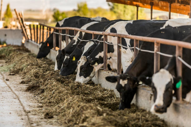istock Holstein Cattle Grazing on Hay on a Dairy Farm 1007022484