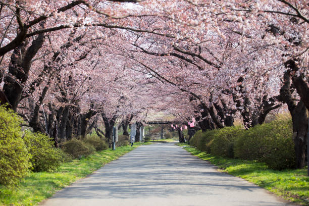 istock Pathway and Cherry blossoms bloom or sakura at Kitakami Tenshochi Park 1007024764
